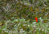 King-parrot feeding on Wild Tobacco