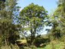 Red Cedar with green summer leaves