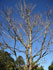 Red Cedar with budding leaves