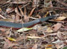 Red-bellied Blacksnake