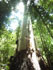 Flooded Gum