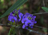 Hardenbergia