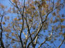 New growth on Red Cedar