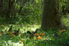 Lewin's Honeyeaters eating fallen oranges