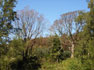 Red Cedars with new leaves